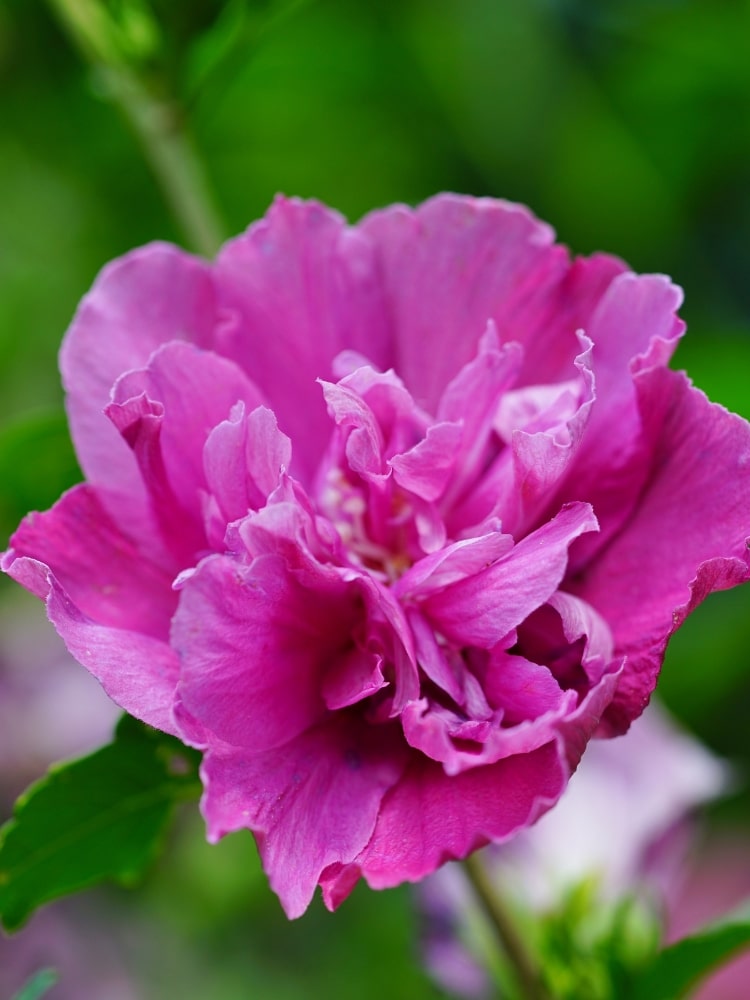 Hibiscus syriacus 'Purple Ruffles' ®, Garteneibisch 'Purple Ruffles' ® im Onlineshop der Bohlken Baumschulen