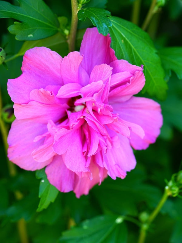 Hibiscus syriacus 'Purple Ruffles' ®, Garteneibisch 'Purple Ruffles' ® im Onlineshop der Bohlken Baumschulen