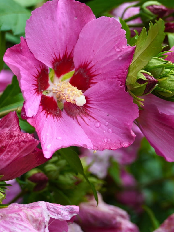 Hibiscus syriacus 'Russian Violet', Garteneibisch 'Russian Violet' im Onlineshop der Bohlken Baumschulen