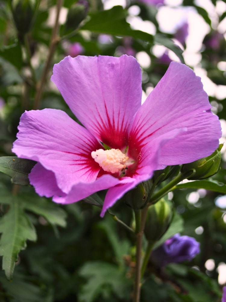 Hibiscus syriacus 'Russian Violet', Garteneibisch 'Russian Violet' im Onlineshop der Bohlken Baumschulen