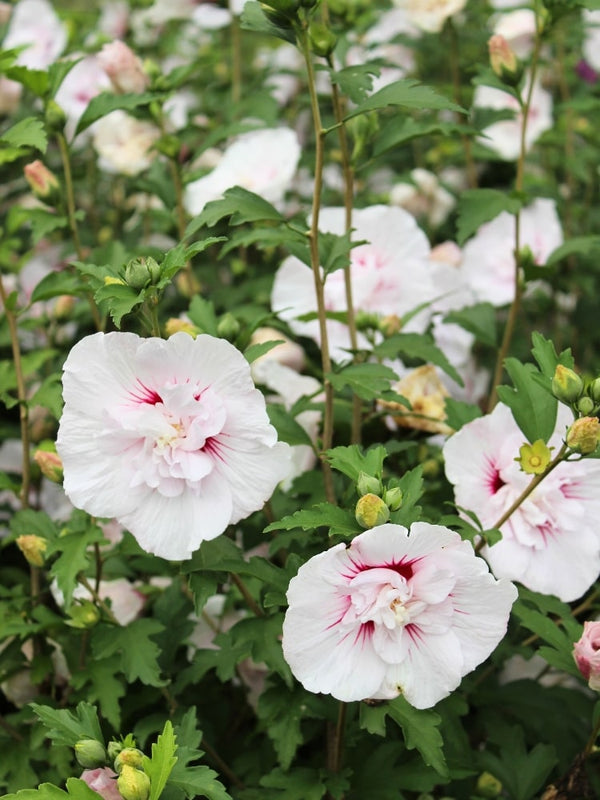 Garteneibisch 'Starburst Chiffon', Hibiscus syriacus 'Starbust Chiffon' im Onlineshop der Bohlken Baumschulen
