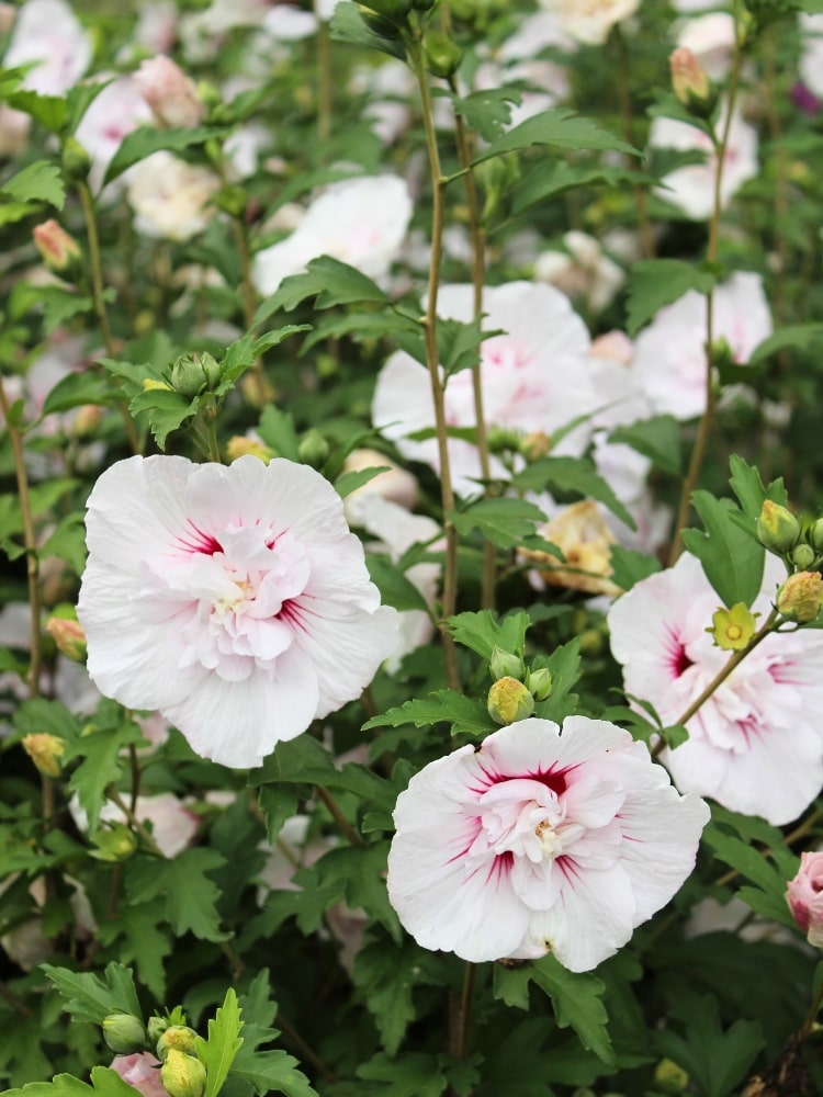 Garteneibisch 'Starburst Chiffon', Hibiscus syriacus 'Starbust Chiffon' im Onlineshop der Bohlken Baumschulen
