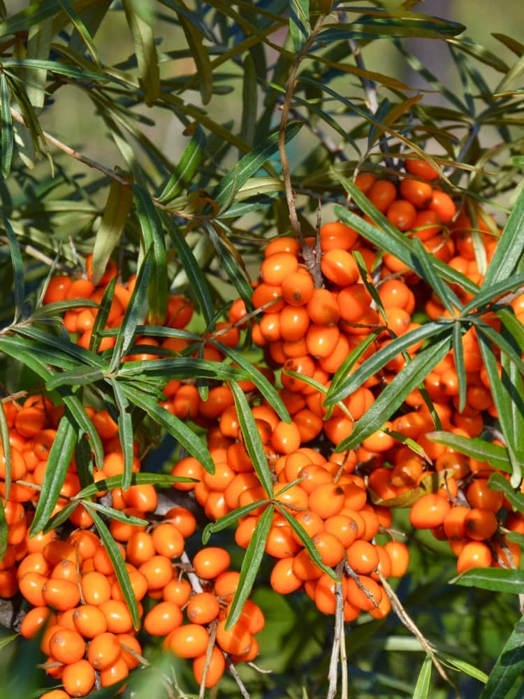 Hippophae rhamnoides 'Vitaminhochzeit', Sanddorn 'Vitaminhochzeit' im Onlineshop der Bohlken Baumschulen