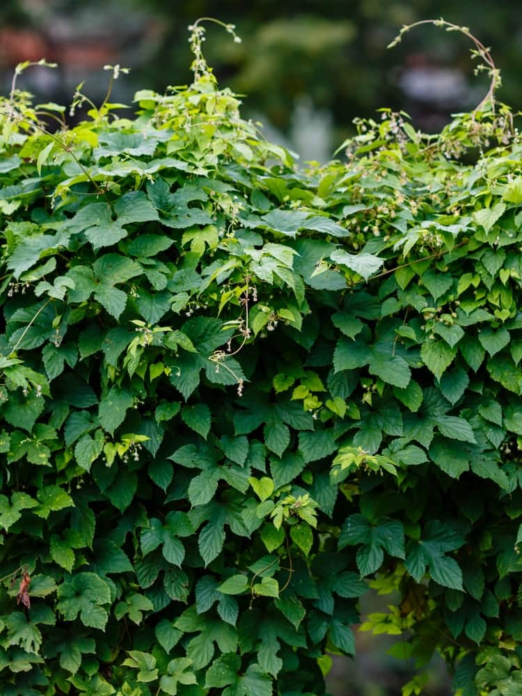 Humulus lupulus| Echter Hopfen | Wilder Hopfen | kaufen im Onlineshop der Bohlken Baumschulen