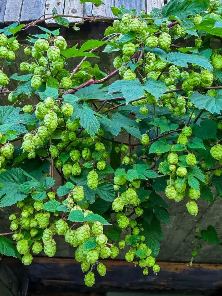 Humulus lupulus| Echter Hopfen | Wilder Hopfen | kaufen im Onlineshop der Bohlken Baumschulen