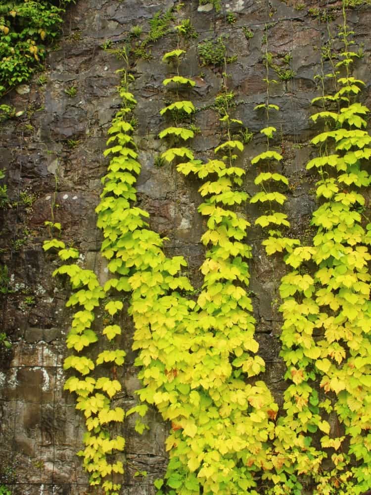 Humulus lupulus 'Aureus' | Gold-Hopfen 'Aureus' | kaufen im Onlineshop der Bohlken Baumschulen