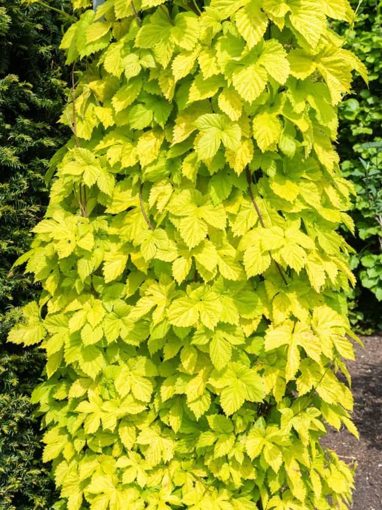 Humulus lupulus 'Aureus' | Gold-Hopfen 'Aureus' | kaufen im Onlineshop der Bohlken Baumschulen