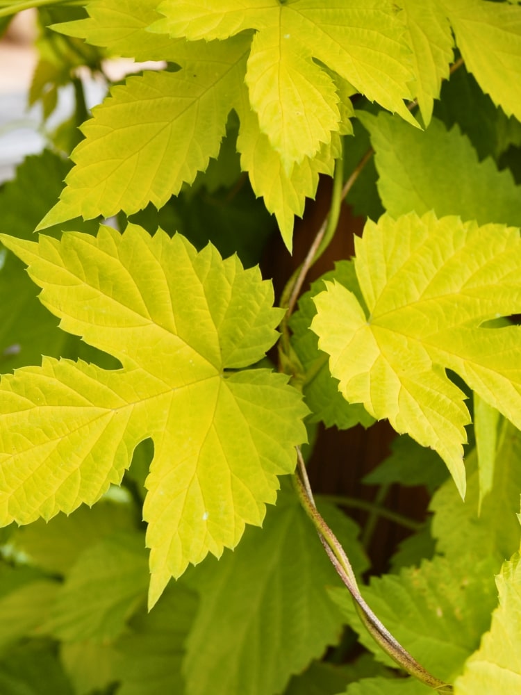 Humulus lupulus 'Aureus' | Gold-Hopfen 'Aureus' | kaufen im Onlineshop der Bohlken Baumschulen