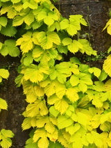 Humulus lupulus 'Aureus' | Gold-Hopfen 'Aureus' | kaufen im Onlineshop der Bohlken Baumschulen