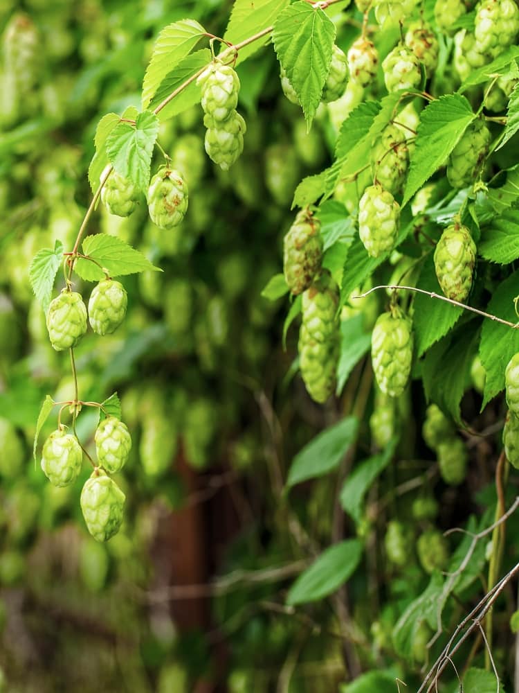 Humulus lupulus 'Hersbrucker' | Kultur-Hopfen 'Hersbrucker' | kaufen im Onlineshop der Bohlken Baumschulen