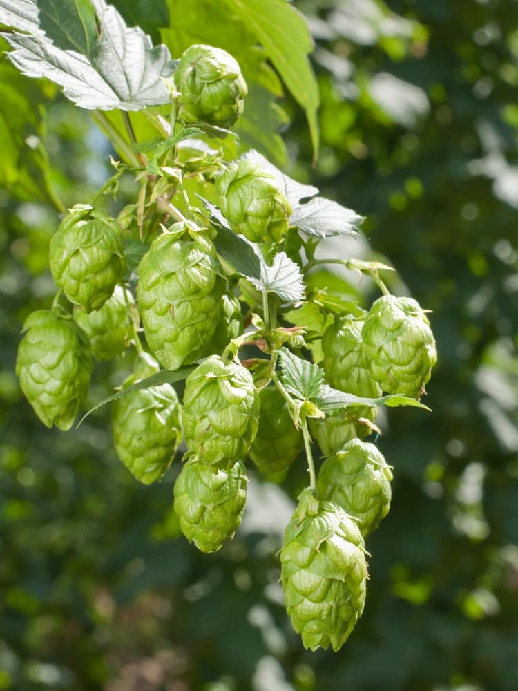 Humulus lupulus 'Northern Brew' | Kultur-Hopfen 'Northern Brew' im Onlineshop der Bohlken Baumschulen