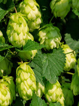 Humulus lupulus 'Northern Brew' | Kultur-Hopfen 'Northern Brew' im Onlineshop der Bohlken Baumschulen