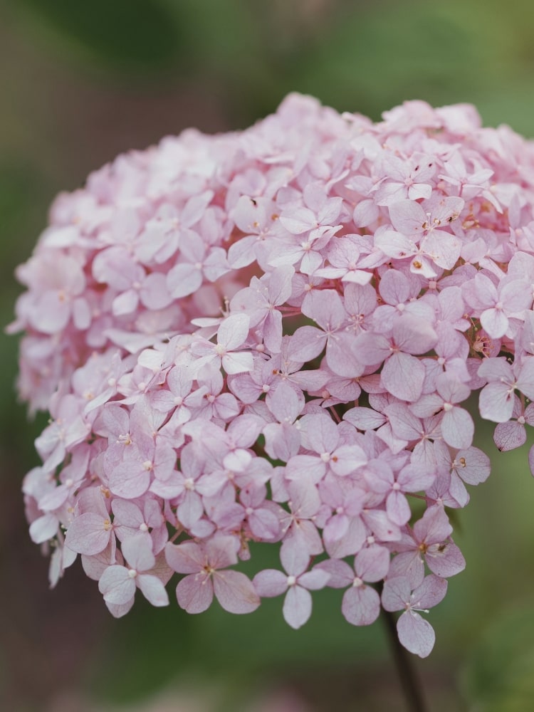 Artikelbild für Ballhortensie Hydrangea arborescens 'Candybelle' ® 'Bubblegum' im Onlineshop der Bohlken Baumschulen