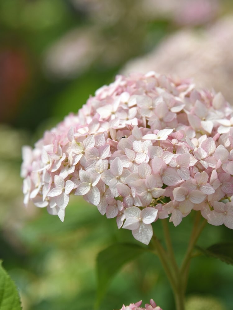 Artikelbild für Ballhortensie Hydrangea arborescens 'Candybelle' ® 'Marshmallow' im Onlineshop der Bohlken Baumschulen