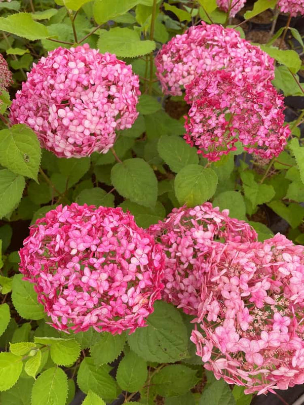 Artikelbild für Ballhortensie Hydrangea arborescens 'Ruby Annabelle'® im Onlineshop der Bohlken Baumschulen