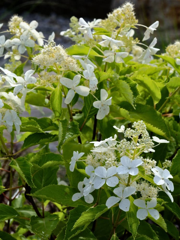 Hydrangea paniculata 'Butterfly' ®, Schmetterlings-Hortensie  'Butterfly' ® im Onlineshop der Bohlken Baumschulen