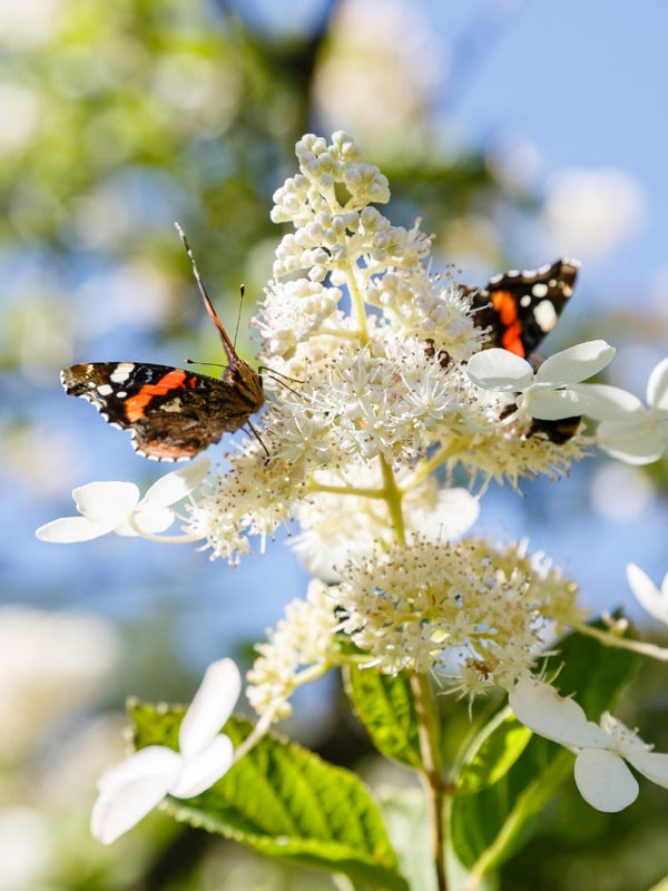 Hydrangea paniculata 'Butterfly' ®, Schmetterlings-Hortensie 'Butterfly' ® im Onlineshop der Bohlken Baumschulen