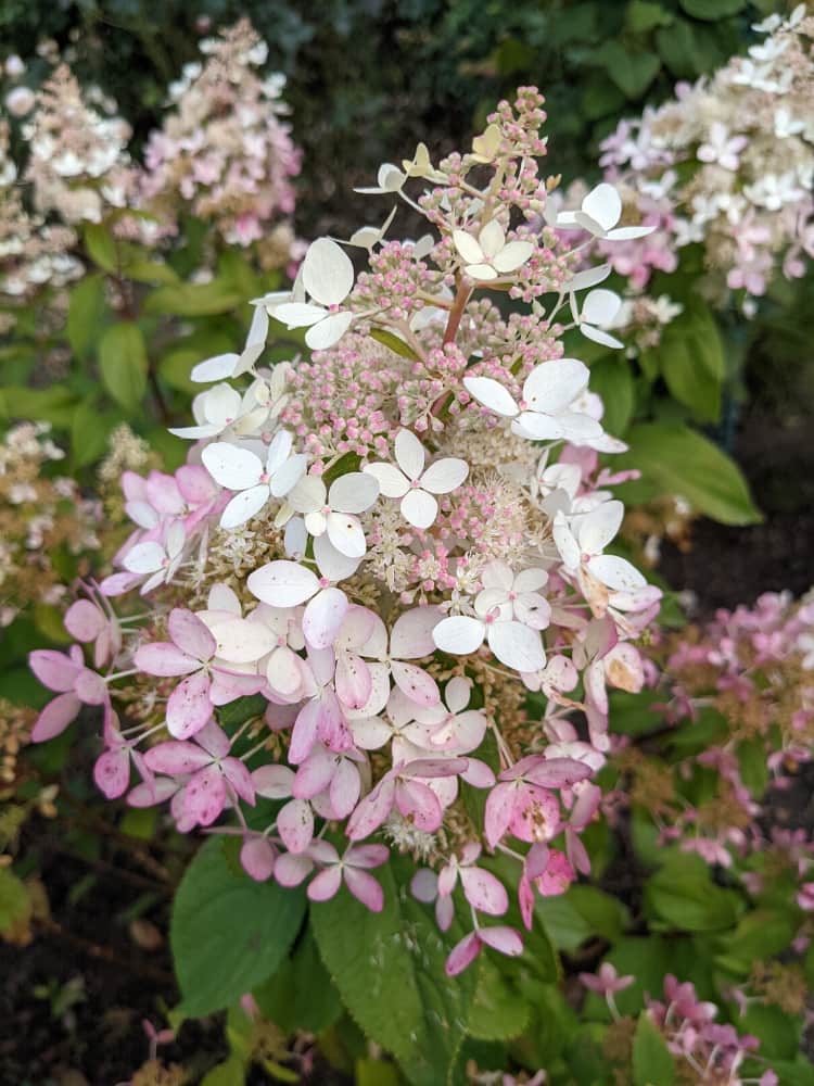 Artikelbild für Rispenhortensie Hydrangea paniculata 'Confetti'® im Onlineshop der Bohlken Baumschulen