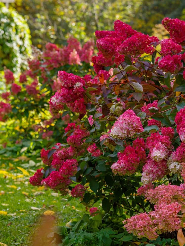 Artikelbild für Rispenhortensie Hydrangea paniculata 'Fire Light'® im Onlineshop der Bohlken Baumschulen