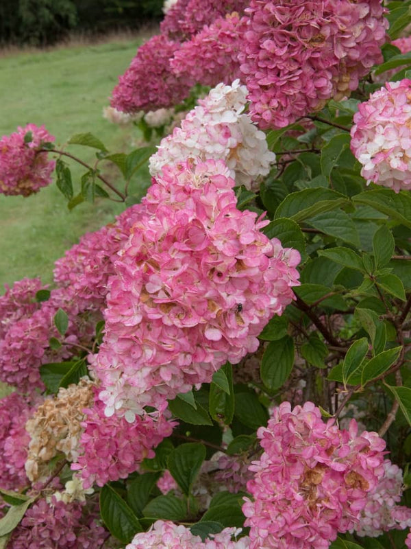 Artikelbild für Rispenhortensie Hydrangea paniculata 'Fraise Melba'® im Onlineshop der Bohlken Baumschulen