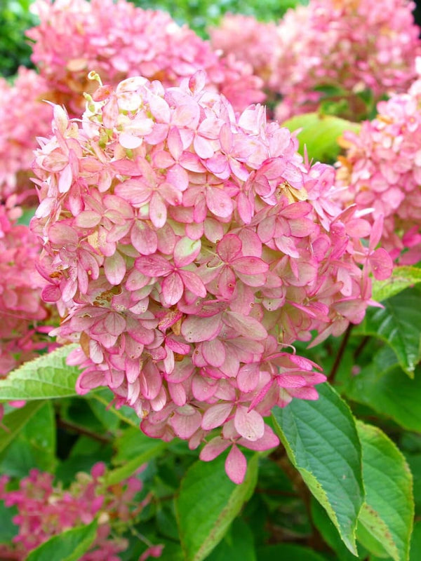 Artikelbild für Rispenhortensie Hydrangea paniculata 'Graffiti'® im Onlineshop der Bohlken Baumschulen