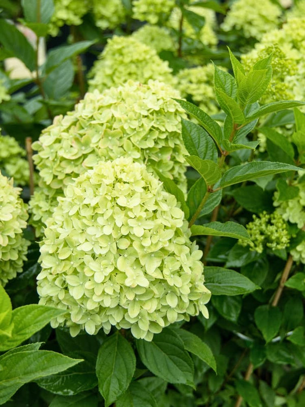 Hydrangea paniculata 'Greenlight', Rispenhortensie 'Greenlight' im Onlineshop der Bohlken Baumschulen