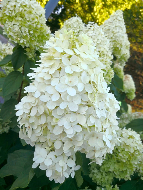 Hydrangea paniculata 'Hercules', Rispenhortensie 'Hercules' im Onlineshop der Bohlken Baumschulen