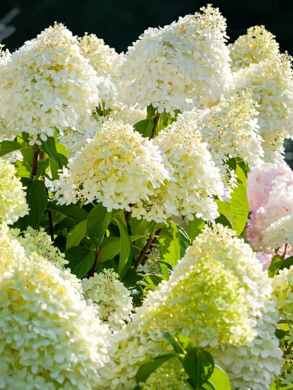 Rispen Hortensie 'Limelight'®