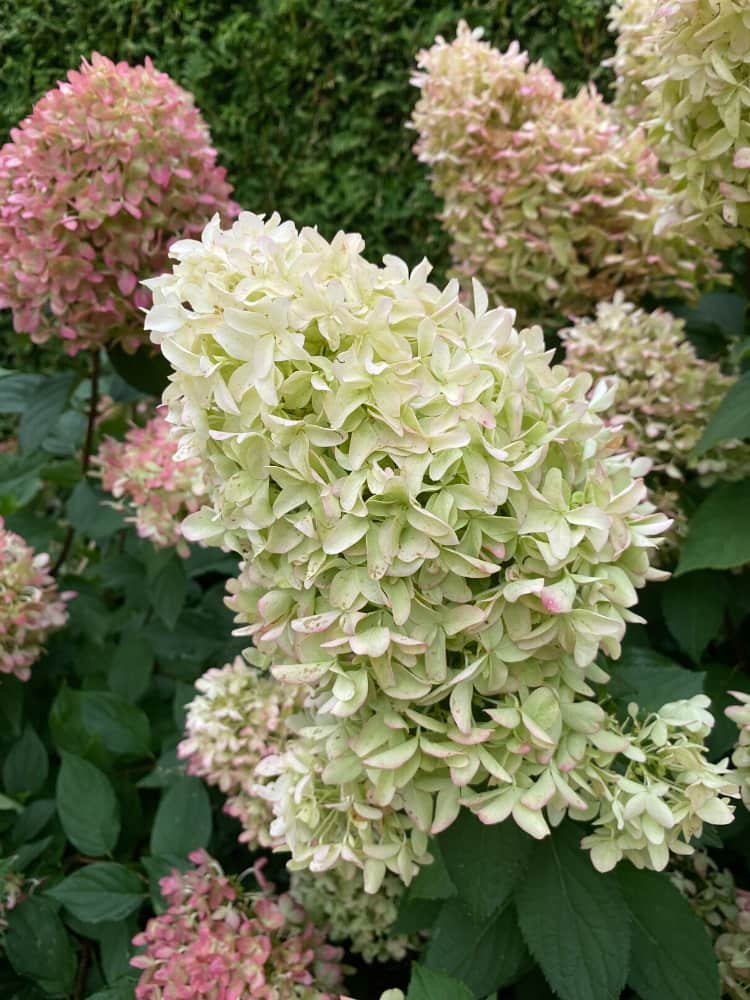 Zwerg-Rispenhortensie 'Little Lime' ®