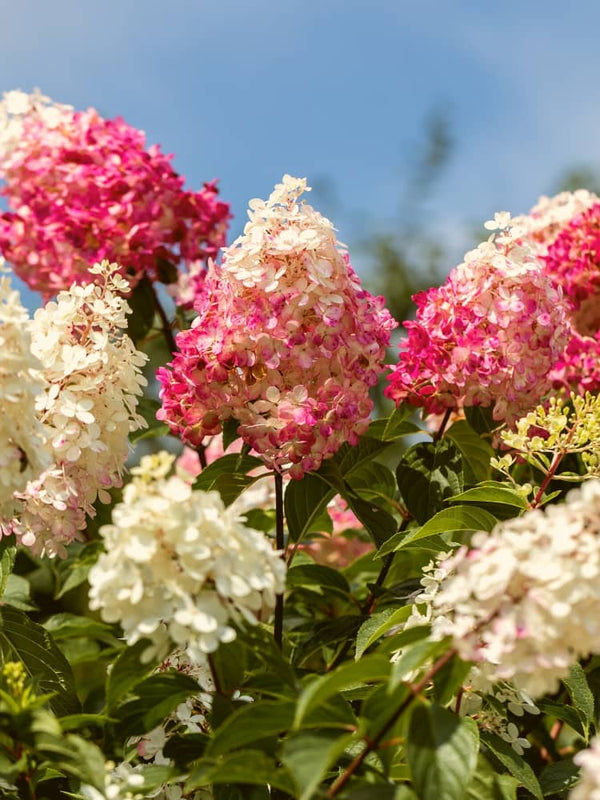 Artikelbild für Rispenhortensie Hydrangea paniculata 'Living Colourful Cocktail'® im Onlineshop der Bohlken Baumschulen