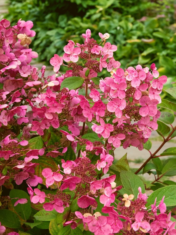 Artikelbild für Rispenhortensie Hydrangea paniculata 'Living Infinity'® im Onlineshop der Bohlken Baumschulen