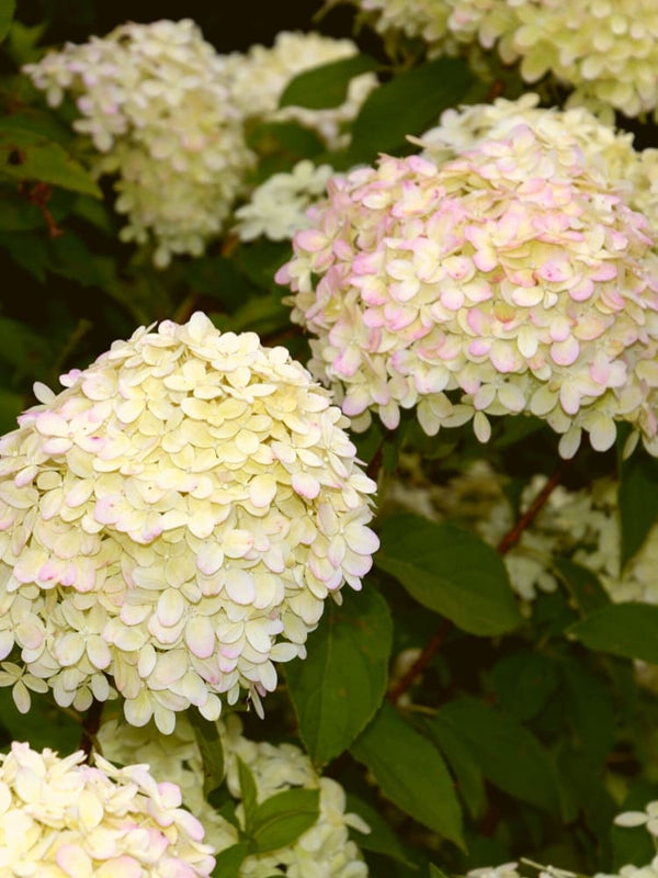 Artikelbild für Rispenhortensie Hydrangea paniculata 'Living Little Love'® im Onlineshop der Bohlken Baumschulen