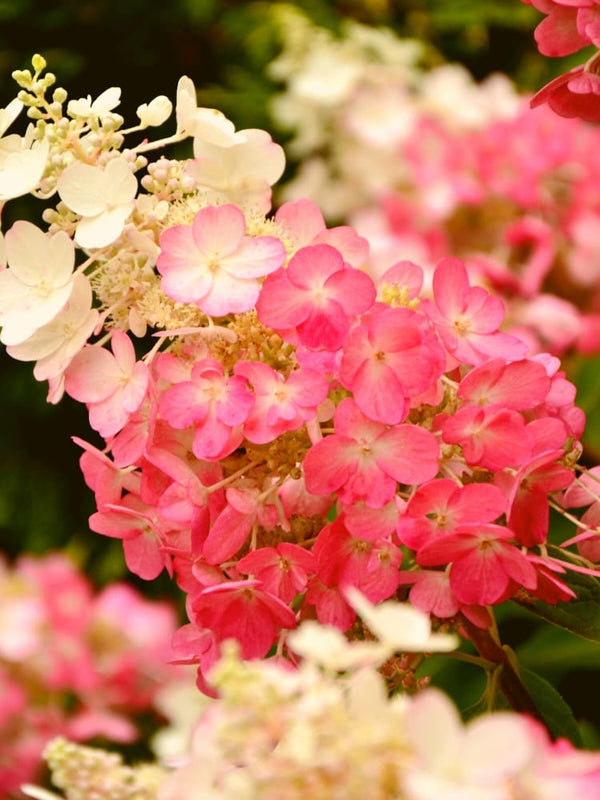 Artikelbild für Rispenhortensie Hydrangea paniculata 'Living Little Rosy'® im Onlineshop der Bohlken Baumschulen