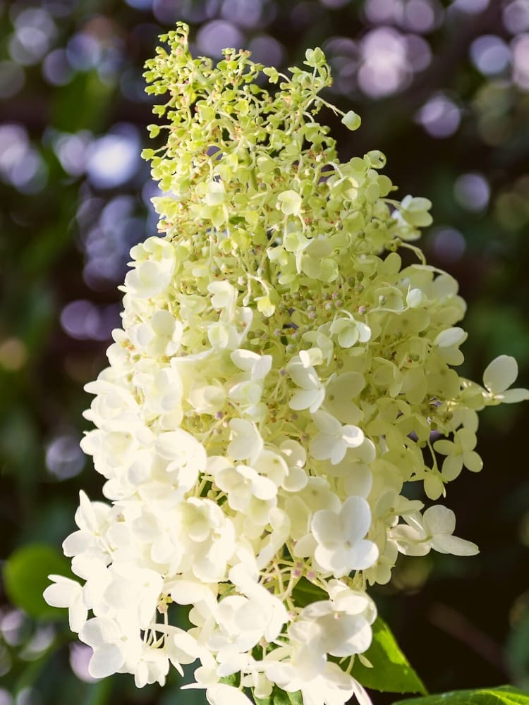 Artikelbild für Rispenhortensie Hydrangea paniculata 'Living Milk & Honey'® im Onlineshop der Bohlken Baumschulen