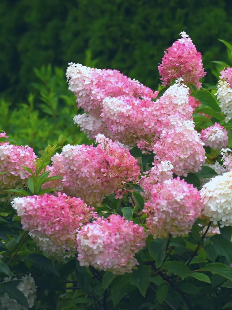 Artikelbild für Rispenhortensie Hydrangea paniculata 'Living Pink & Rose'® im Onlineshop der Bohlken Baumschulen