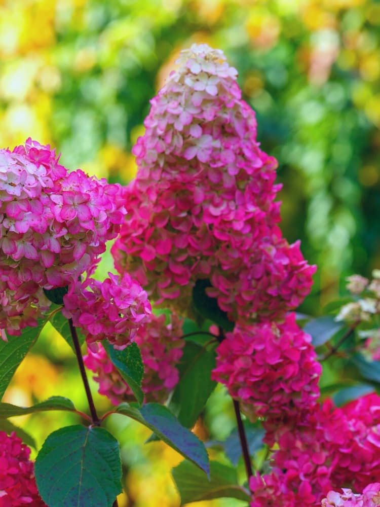 Artikelbild für Rispenhortensie Hydrangea paniculata 'Living Pinky Promise'® im Onlineshop der Bohlken Baumschulen