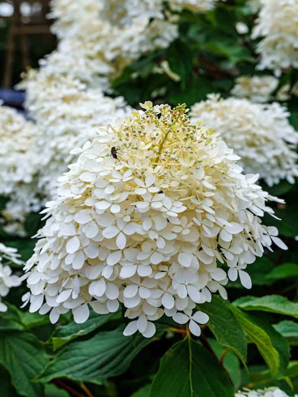 Artikelbild für Rispenhortensie Hydrangea paniculata 'Living Sugar Rush'® im Onlineshop der Bohlken Baumschulen