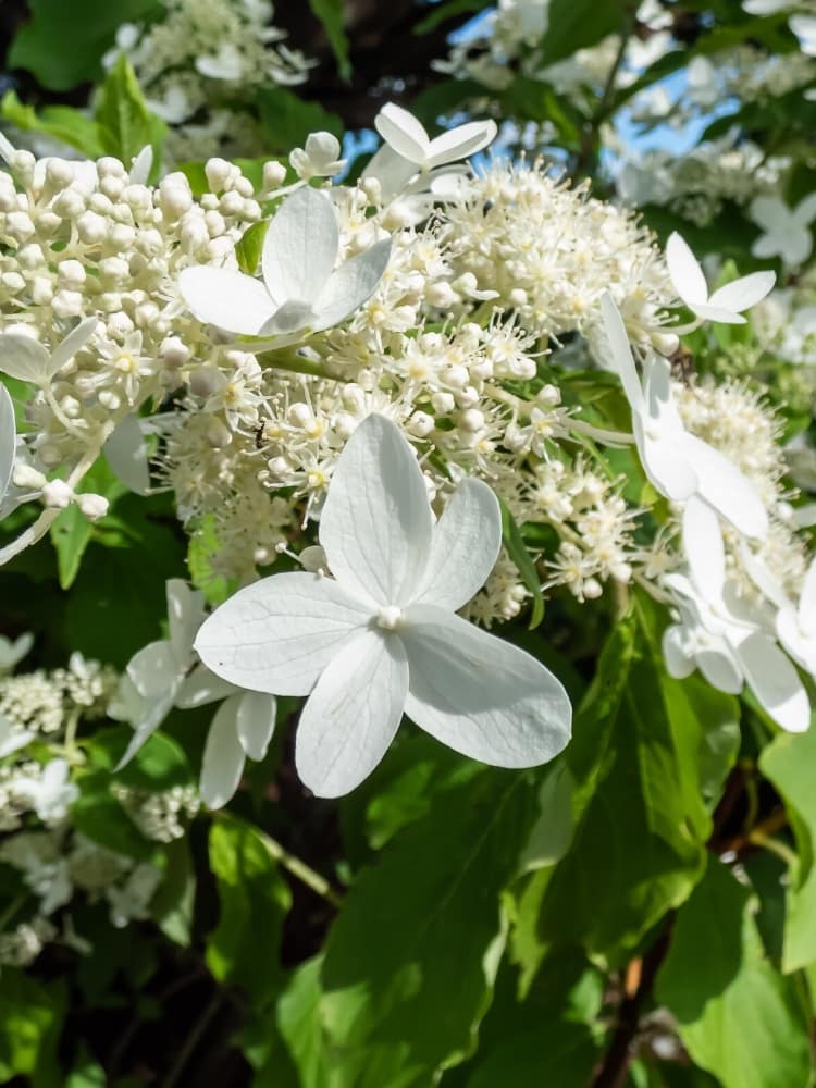 Artikelbild für Rispenhortensie Hydrangea paniculata 'Magical Starlight'® im Onlineshop der Bohlken Baumschulen