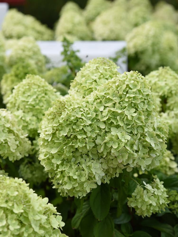 Hydrangea paniculata 'Mojito', Zwerg-Rispenhortensie 'Mojito' im Onlineshop der Bohlken Baumschulen