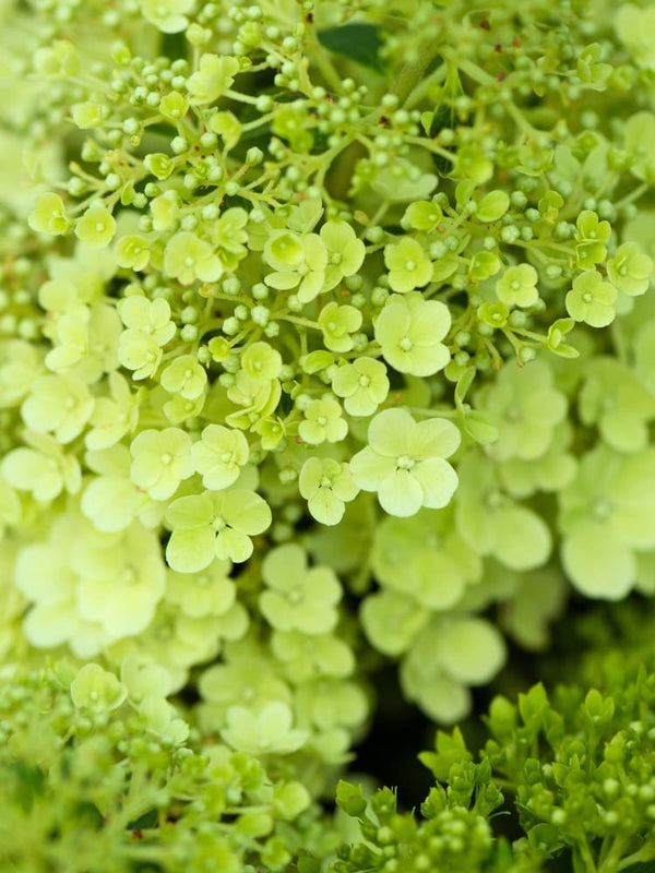 Hydrangea paniculata 'Mojito', Zwerg-Rispenhortensie 'Mojito' im Onlineshop der Bohlken Baumschulen