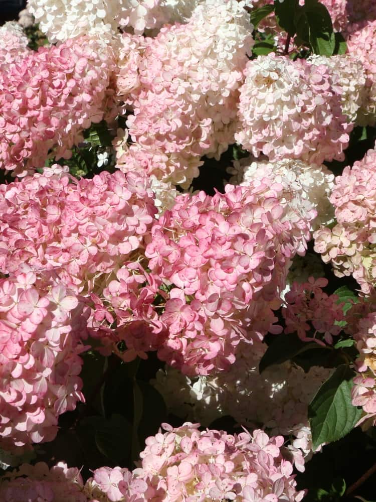 Artikelbild für Rispenhortensie Hydrangea paniculata 'Pinkachu'® im Onlineshop der Bohlken Baumschulen
