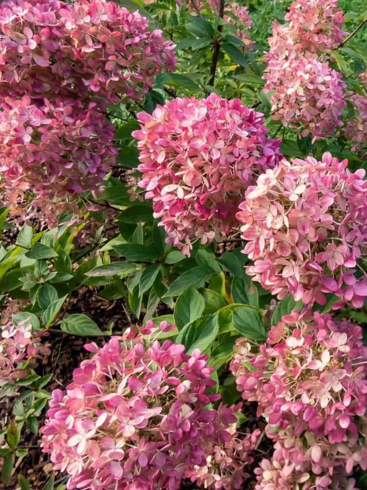  Artikelbild für Rispenhortensie Hydrangea paniculata 'Pixio' ® im Onlineshop der Bohlken Baumschulen