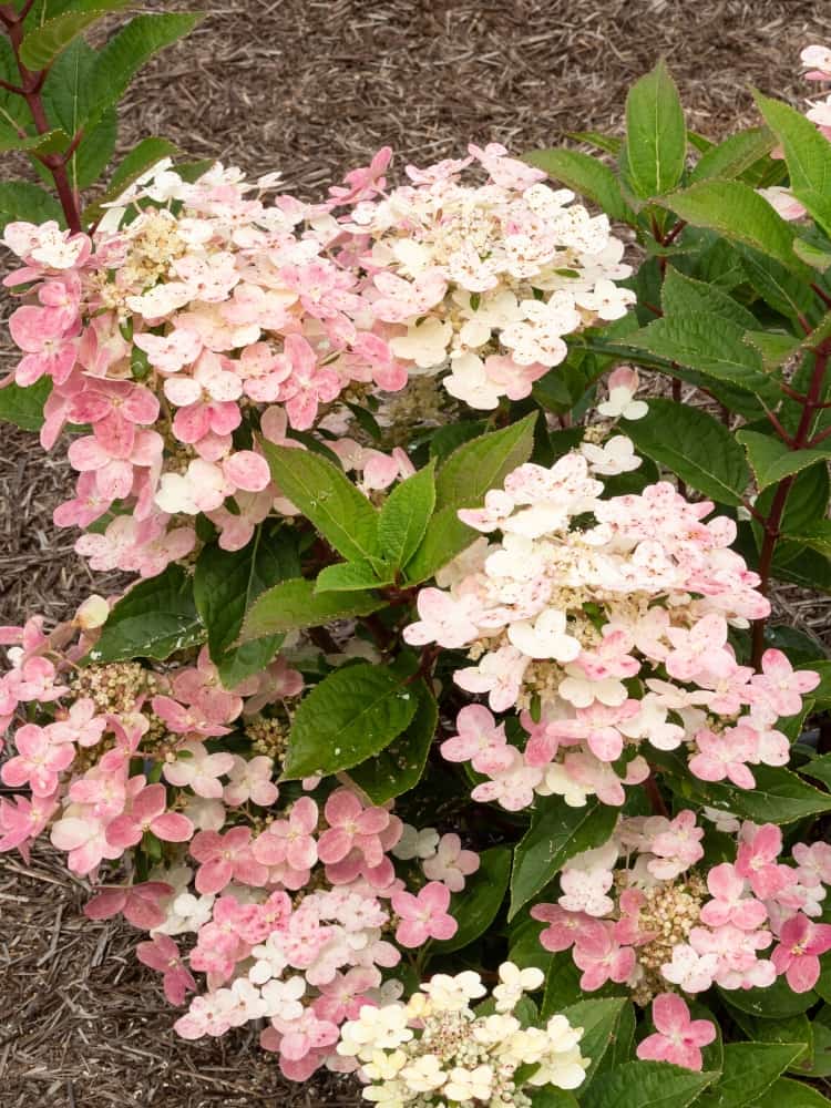 Artikelbild für Rispenhortensie Hydrangea paniculata 'Polestar' ® im Onlineshop der Bohlken Baumschulen