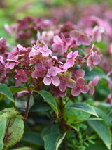 Hydrangea paniculata 'Switch® Ophelia', Rispen-Hortensie Switch® Ophelia im Onlineshop der Bohlken Baumschulen