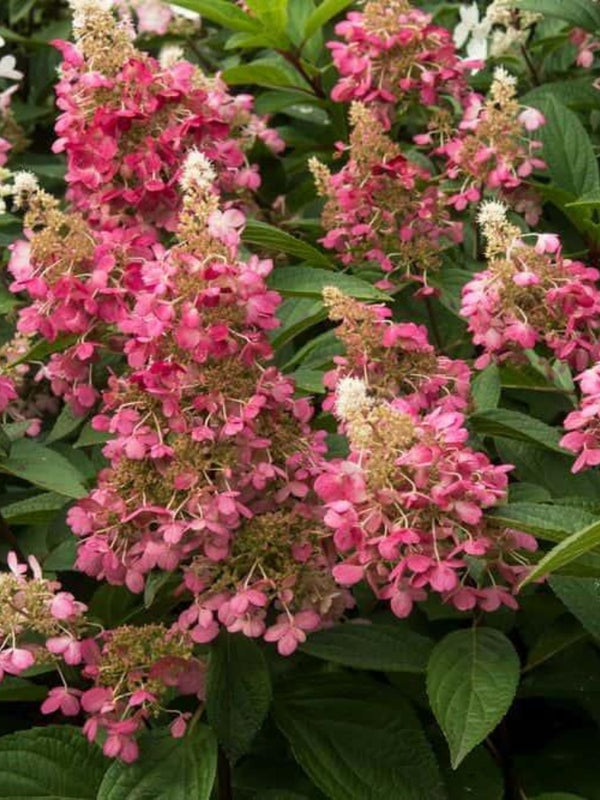 Hydrangea paniculata 'Wim's Red' ®, Rispen Hortensie 'Wims Red'® im Onlineshop der Bohlken Baumschulen