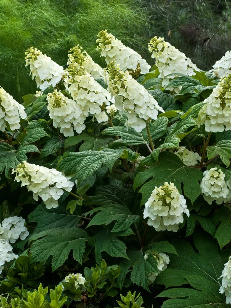 Artikelbild für Eichenblatt-Hortensie Hydrangea quercifolia 'Ice Crystal' ® im Onlineshop der Bohlken Baumschulen