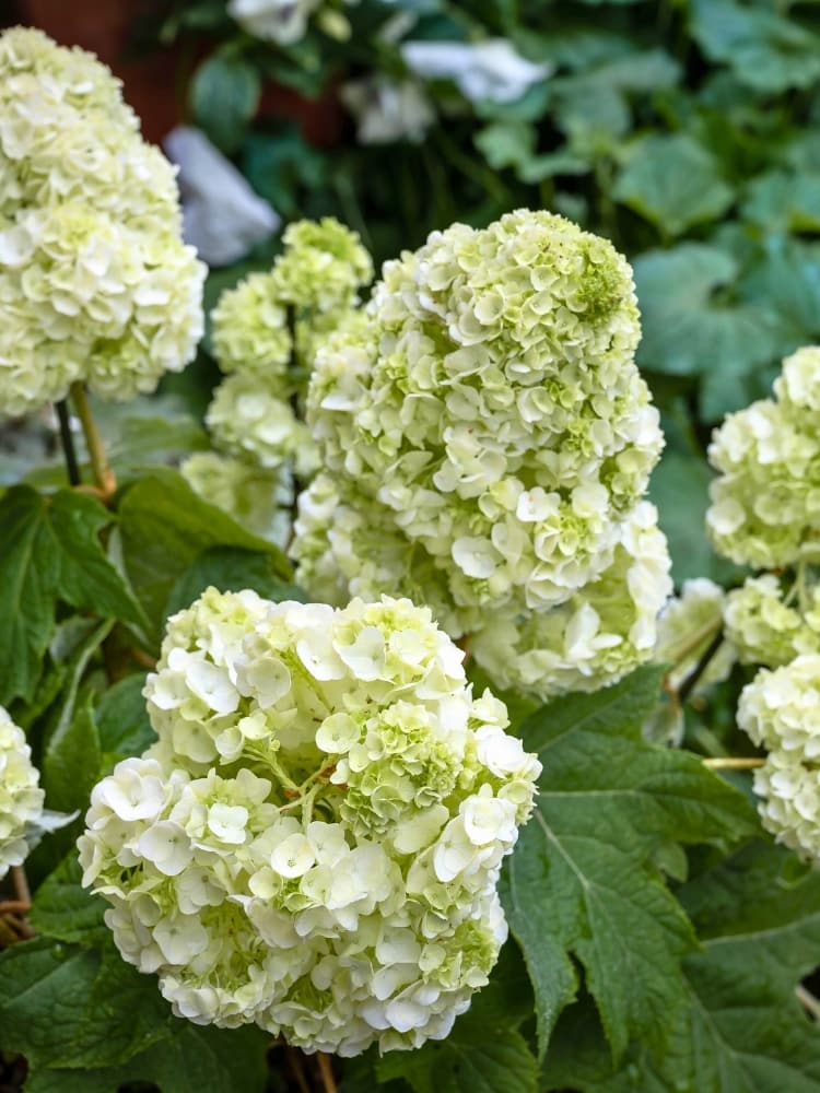 Hydrangea quercifolia 'Tara' ®, Eichenblatt-Hortensie 'Tara' ® im Onlineshop der Bohlken Baumschulen