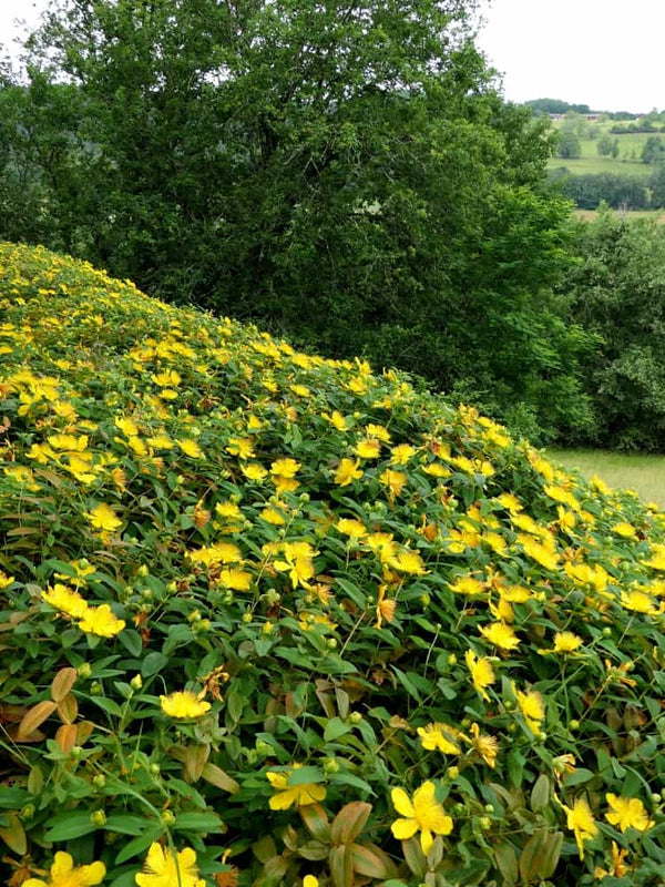 Großkelchiges Johanniskraut Garten, Hypericum calycinum kaufen im Online-Shop der Bohlken Baumschulen