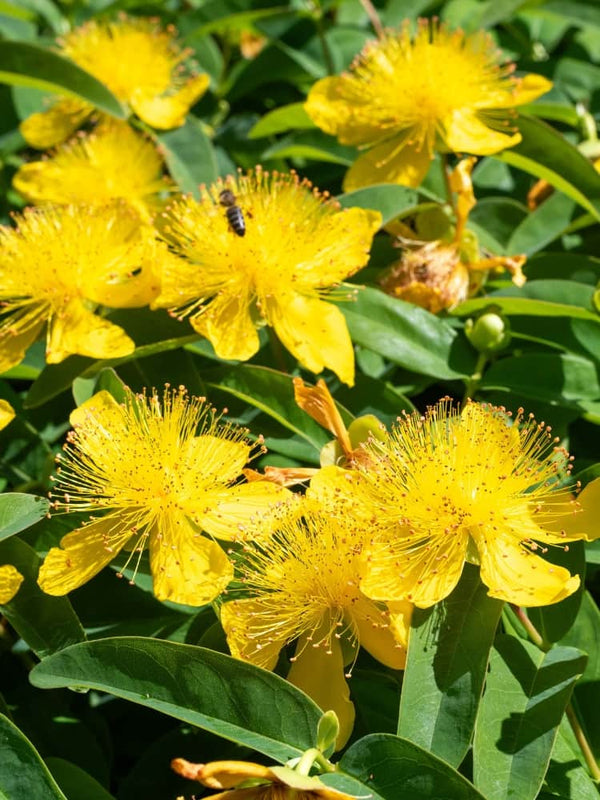 Großkelchiges Johanniskraut, Hypericum calycinum kaufen im Online-Shop der Bohlken Baumschulen