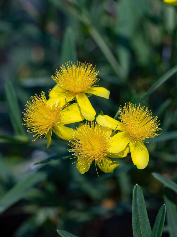 Johanniskraut 'Gemo', Hypericum kalmianum 'Gemo' kaufen im Online-Shop der Bohlken Baumschulen